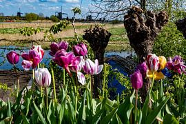 Het Ultieme Hollandse Plaatje van Truckpowerr