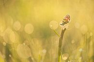 Orange tip with bubbles by Erik Veldkamp thumbnail