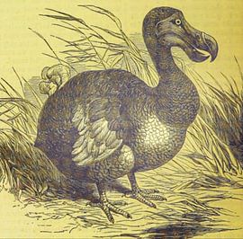 Dodo