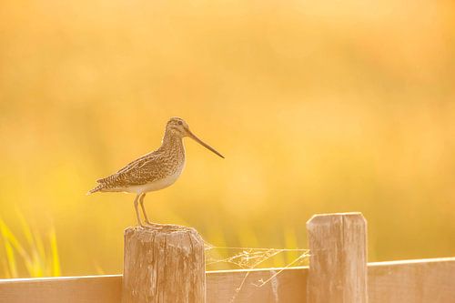 Snipe (Gallinago gallinago) on a pole in a meadow in Friesland