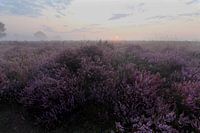 Heide in de mist