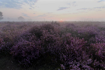Heather in the Mist