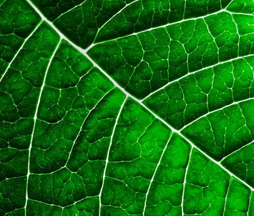 LEAF STRUCTURE GREENERY no3