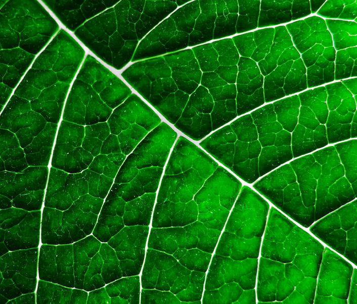 LEAF STRUCTURE GREENERY no3 par Pia Schneider