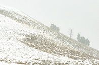 Winters landschap in Yellowstone van Sjaak den Breeje thumbnail