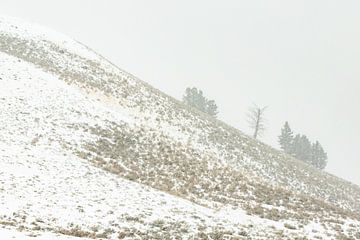 Winters landschap in Yellowstone van Sjaak den Breeje