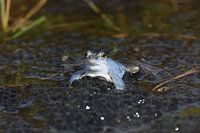 Blue moor frog with eggs