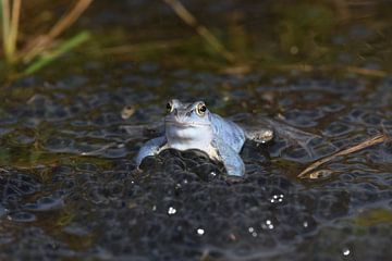 Blauer Moorfrosch mit Eichenklumpen von Frank Heinen