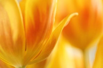Orange tulips abstract van LHJB Photography
