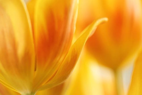 Orange tulips abstract