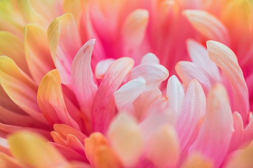 Close-Up of a Dahlia in Cheerful Colors