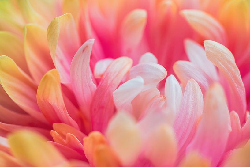 Close-Up of a Dahlia in Cheerful Colors by Crystal Clear