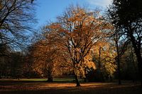 Boom uitgelicht door de heerlijke vroege lentezon