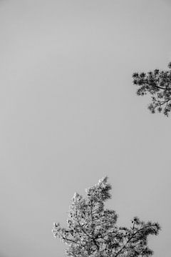 Arbre à aiguilles dans le ciel noir et blanc | Photographie de nature, abstraite sur Merlijn Arina Photography