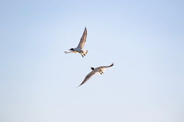 Ruzie tussen twee kokmeeuwen 3 van Anne Ponsen