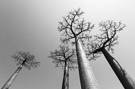 Baobabs in grijs von Dennis van de Water Miniaturansicht