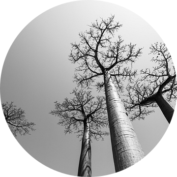 Baobabs in grijs van Dennis van de Water