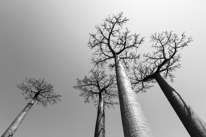 Baobabs in grijs von Dennis van de Water