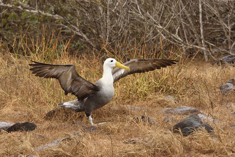 Albatros breitet seine Flügel aus von Frank Heinen