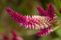 Bloem