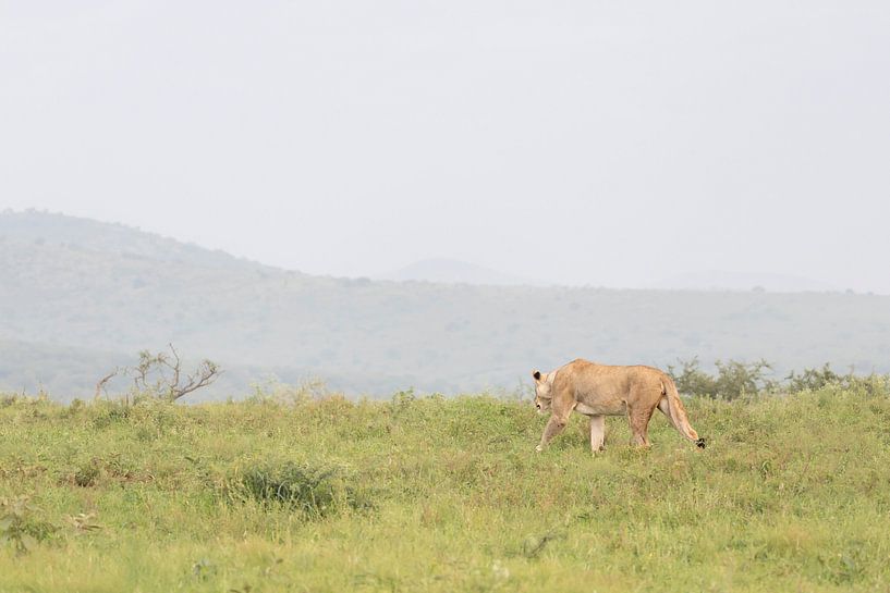 Lion on the move by Milou Hinssen