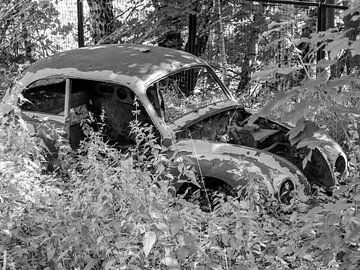 vieille voiture dans la forêt sur Animaflora PicsStock