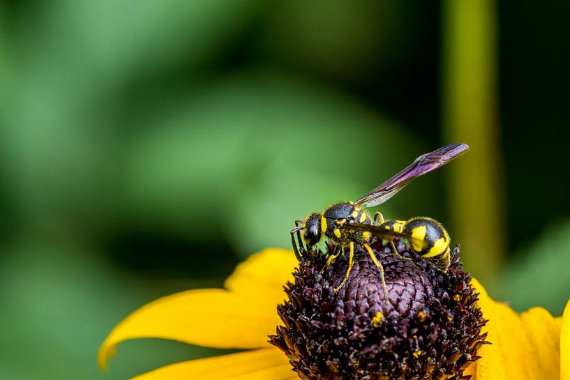 Wasp on flower by Joost Potma