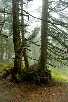 Mystical misty atmosphere in the mountain spruce forest 8 by Holger Spieker