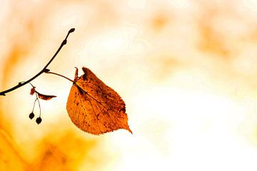 autumn leaf by Frank Herrmann