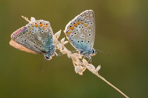 Icarusblauwtjes in tegenlicht
