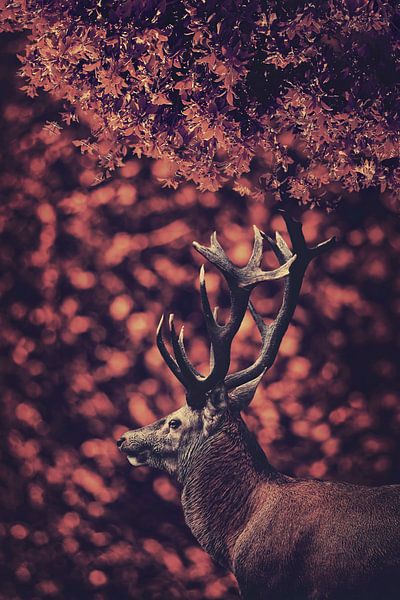 The red deer in the Red Forest 3 by Elianne van Turennout