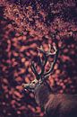 The red deer in the Red Forest 3 by Elianne van Turennout thumbnail