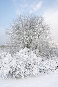 Schnee liegt auf den Büschen und Bäumen in den Dünen von zuid hollan von Jolanda Aalbers