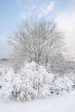 Snow lies on the bushes and trees in the dunes of in zuid hollan