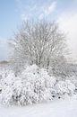Schnee liegt auf den Büschen und Bäumen in den Dünen von zuid hollan von Jolanda Aalbers Miniaturansicht
