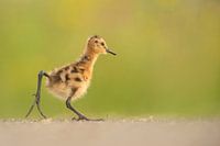 Black-Tailed Godwit (Limosa limosa) chick on meadow