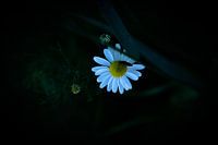 Käfer auf einer Blume