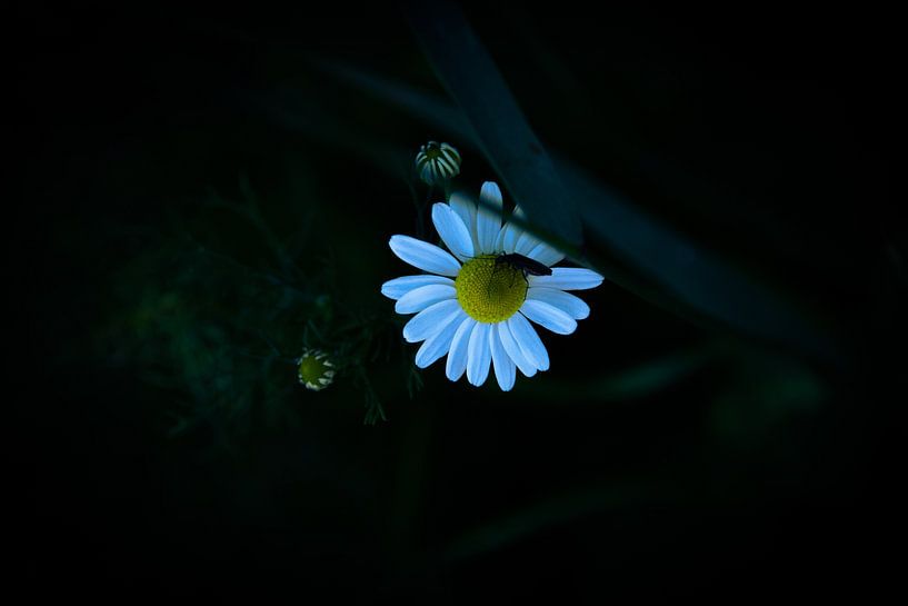 Käfer auf einer Blume von Novaii Emery