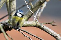 Blue tit in the spotlight