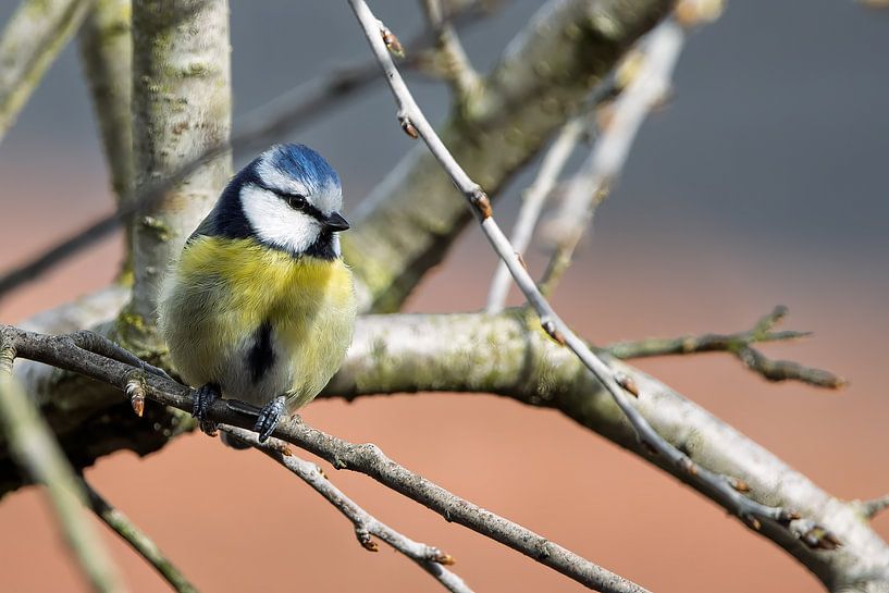 Blue tit in the spotlight by Henny Joosten