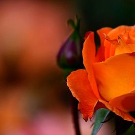 Orange Rose von Juergen Braun