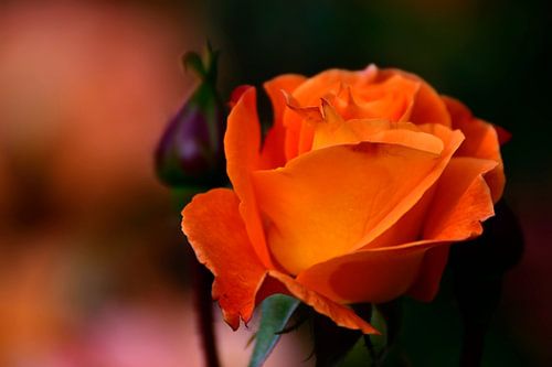 Rose orange