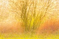raisin tree with undergrowth of gale by Ria Bloemendaal thumbnail