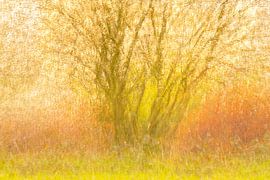 Rosinenbaum mit Sturmgestrüpp von Ria Bloemendaal