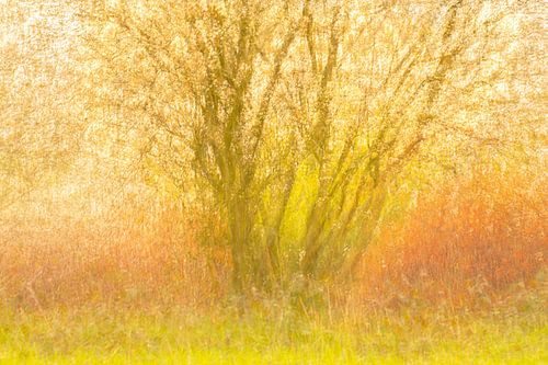 krentenboompje met een onderbegroeiing van gagel
