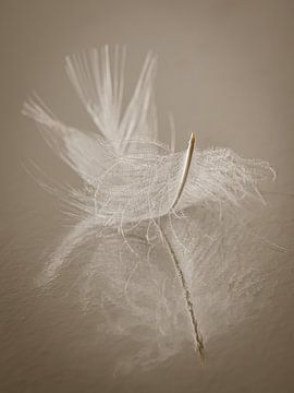 A resting feather: Still life of tranquillity