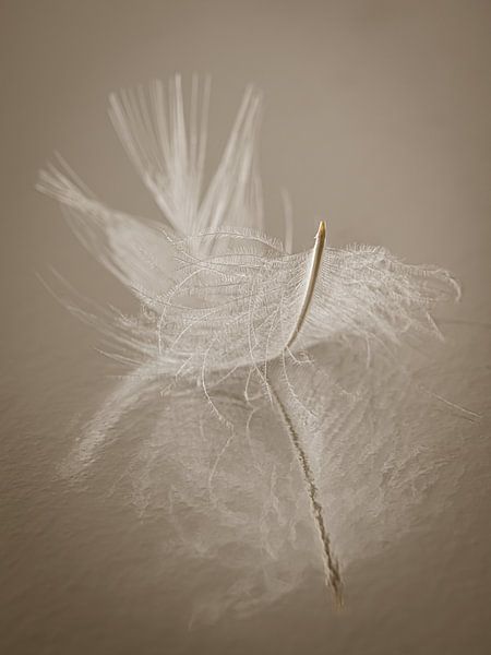 Une plume au repos : Nature morte de tranquillité par Marjolijn van den Berg