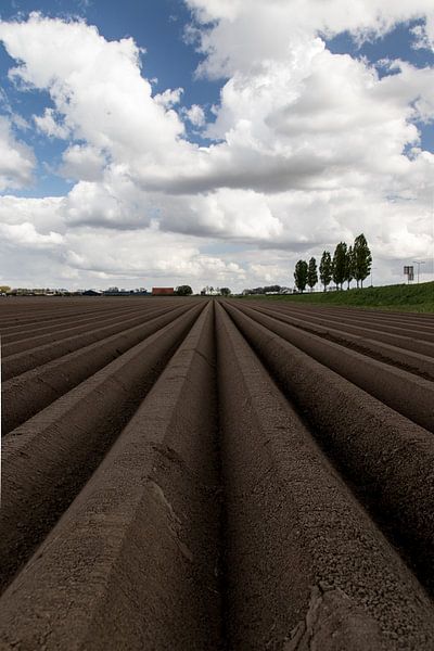 Newly sown by Ronald Blonk