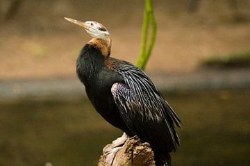 Afrikaanse Slangenhalsvogel : Koninklijke Burgers' Zoo van Loek Lobel