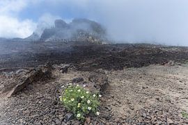 In the realm of lava and mist